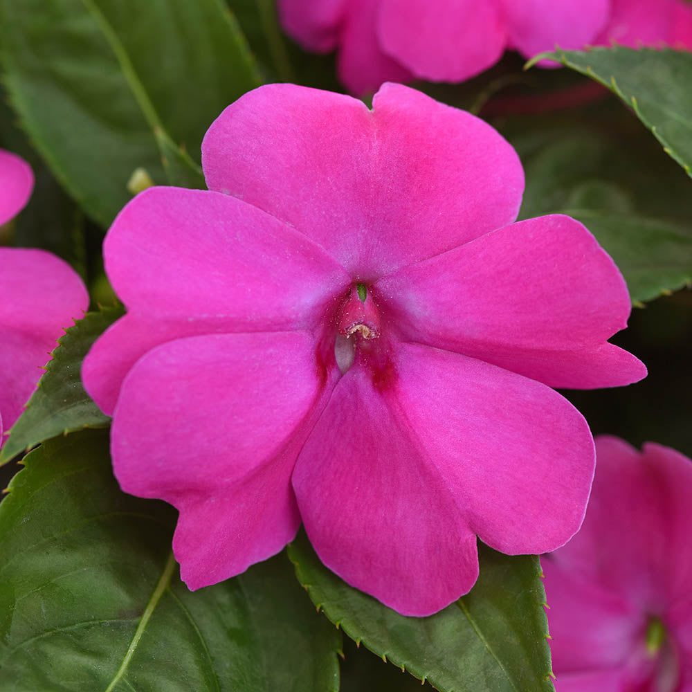 Impatiens Seeds