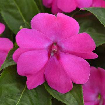 Impatiens Seeds