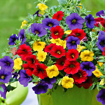 Calibrachoa Seeds – Mixed