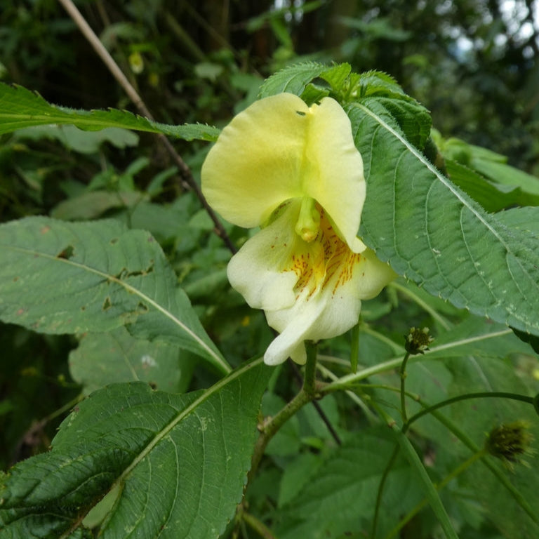 Impatiens Scabrida Seeds – Rare Tropical