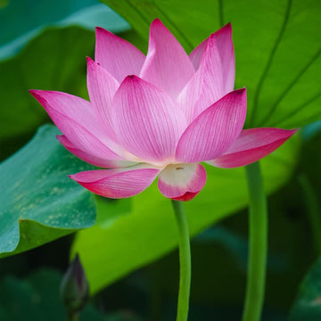 Lotus Seeds – Open Mouth Bonsai