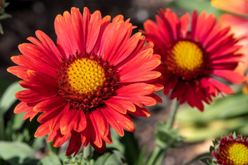 Gaillardia Seeds – Grandiflora Blanket