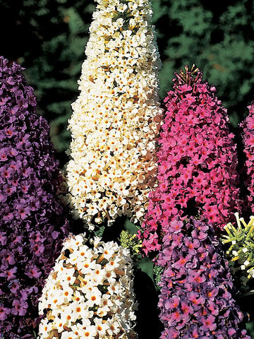 Butterfly Bush Seeds - Mixed Colors