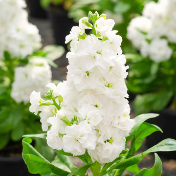 Stock Seeds – White