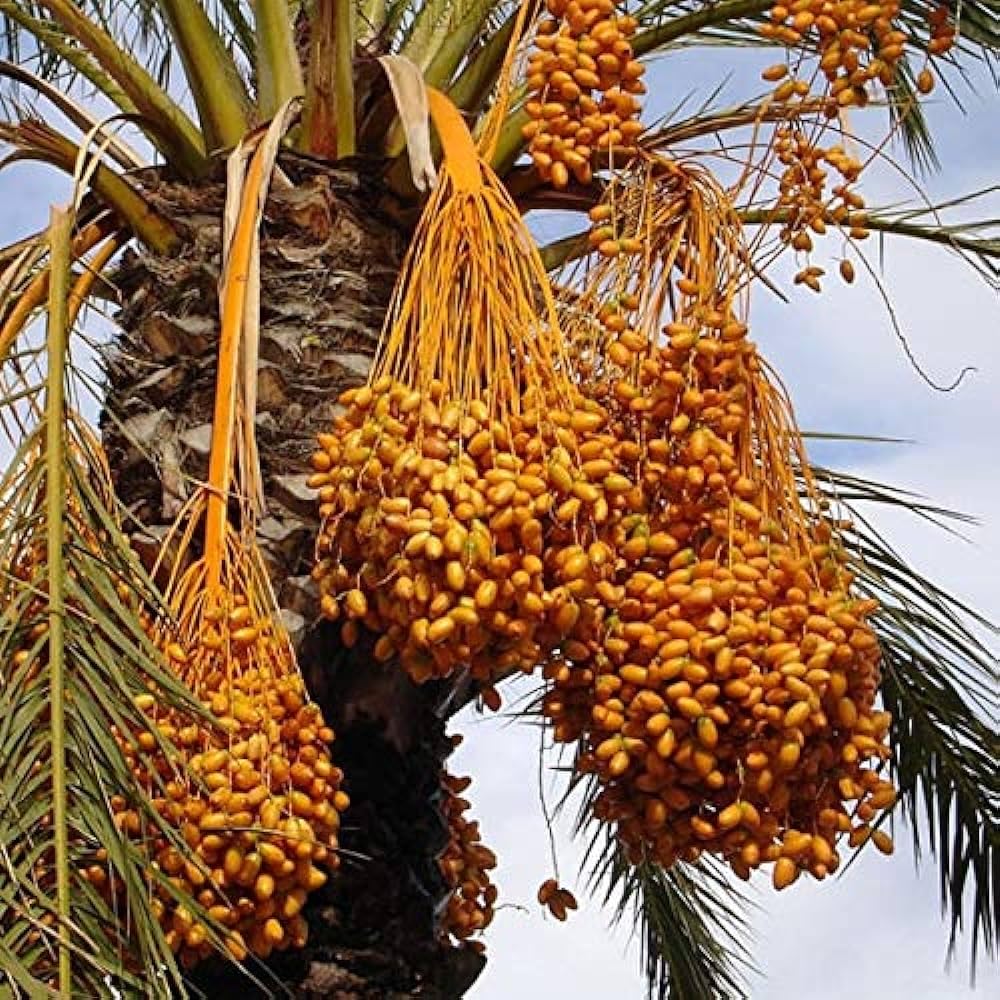 Phoenix Sylvestris Seeds – Fruit Bearing
