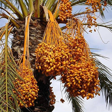 Phoenix Sylvestris Seeds – Fruit Bearing