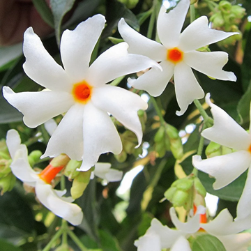 Cestrum Nocturnum Seeds – Night Jasmine