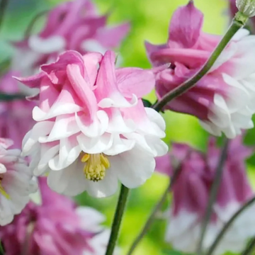 Columbine Seeds – Pink Petticoat