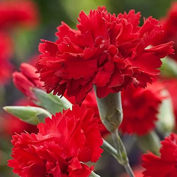 Carnation Seeds – Scarlet