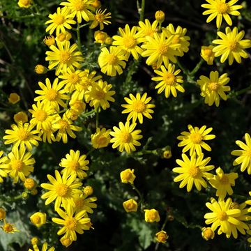 Dahlberg Daisy Seeds – Golden Blooms