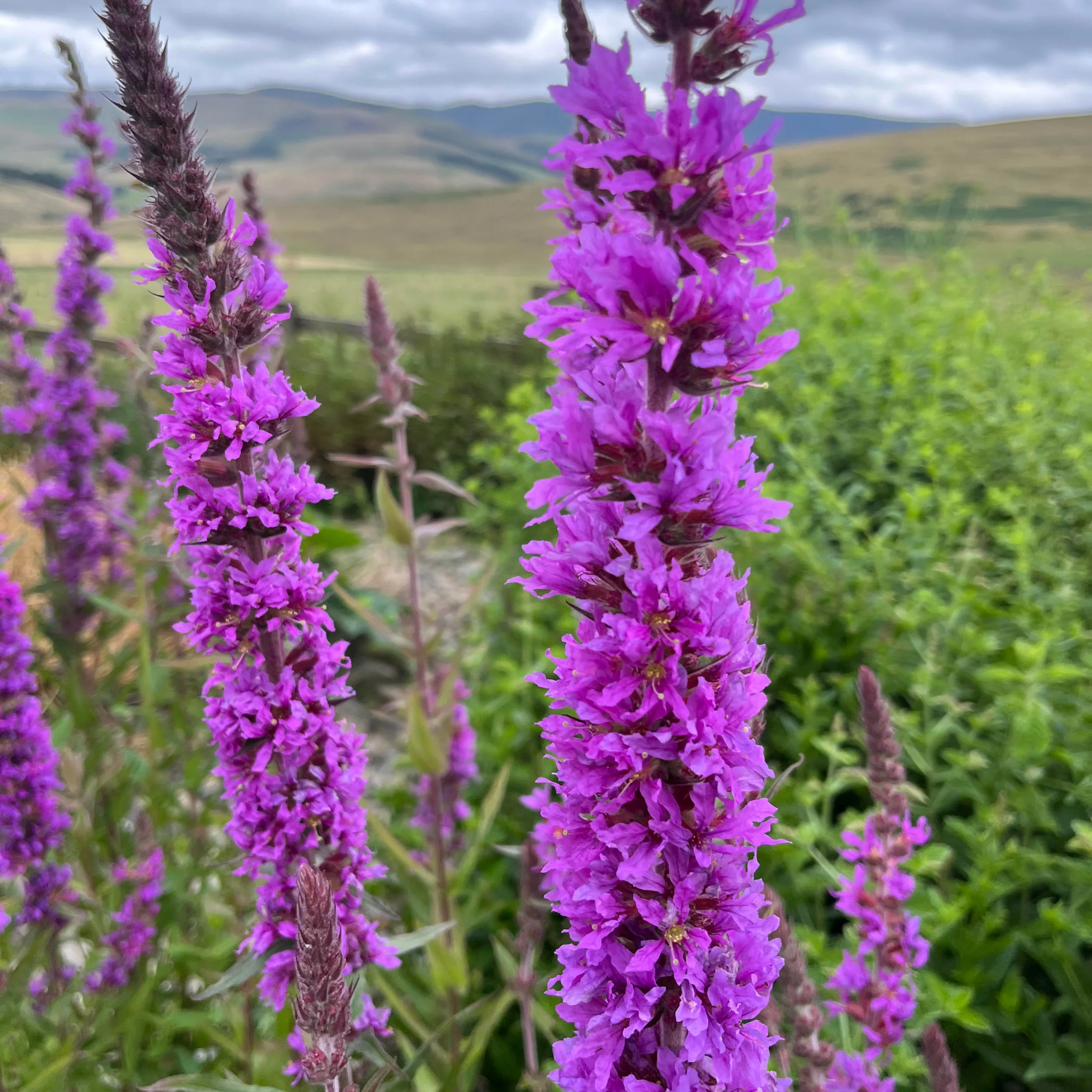 Purple Loosestrife Seeds – Hardy Perennial