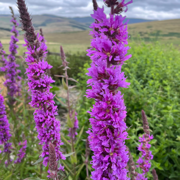 Purple Loosestrife Seeds – Hardy Perennial