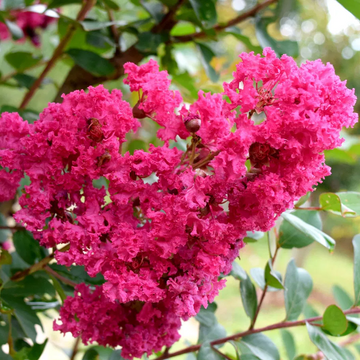 Crepe Myrtle Seeds – Ornamental
