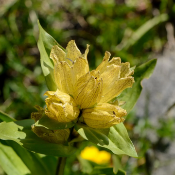 Gentian Seeds – Spotted