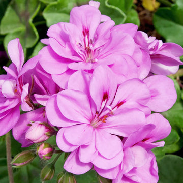 Geranium Seeds – Ivy