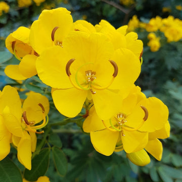 Christmas Senna Seeds – Golden Bloom