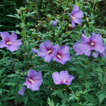 Purple Rose of Sharon Seeds – Hardy Perennial Shrub