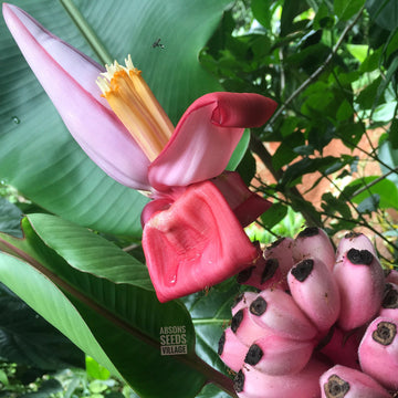 Banana Seeds – Musa Velutina