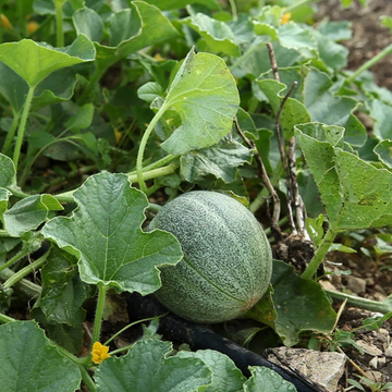 Cucumis Melon Seeds