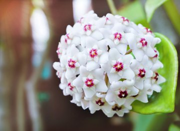 Hoya Carnosa Seeds – Wax Plant