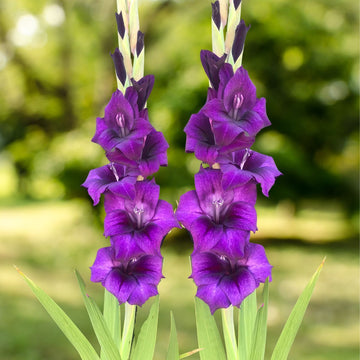 Gladiolus Seeds – Purple