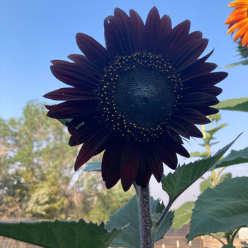 Sunflower Seeds – Black