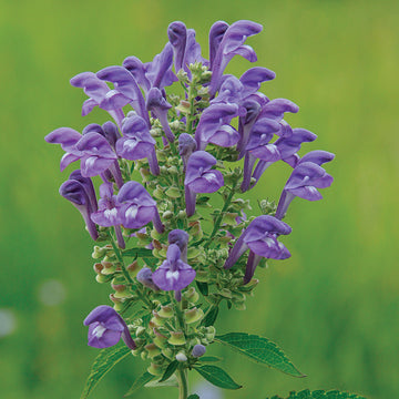 Scutellaria Incana Seeds – Blue Skullcap