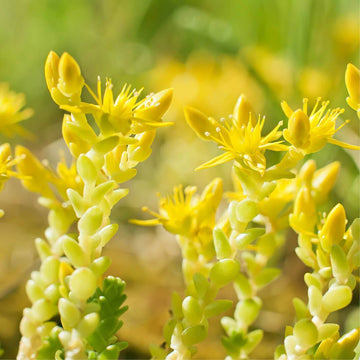 Gold Moss Sedum Seeds – Ground Cover Succulent