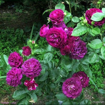 Rosa Seeds – Twilight Zone