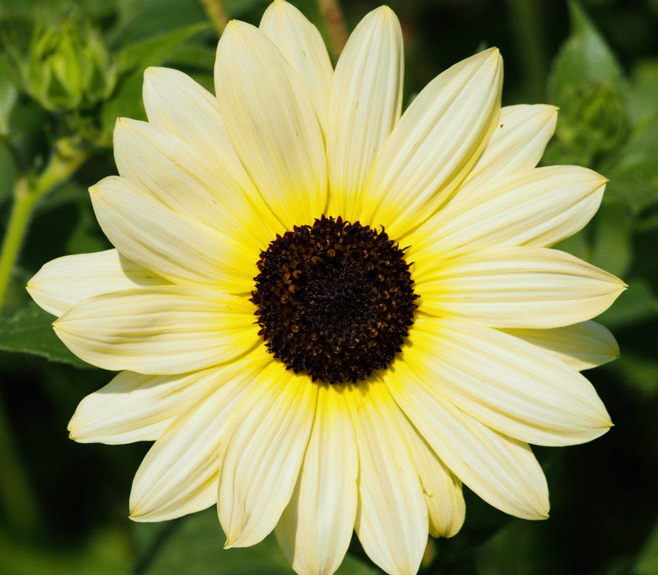 Sunflower Seeds – Ice (Helianthus Annuus)