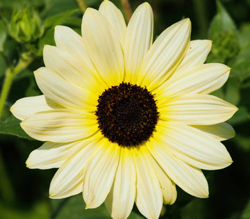 Sunflower Seeds – Ice (Helianthus Annuus)