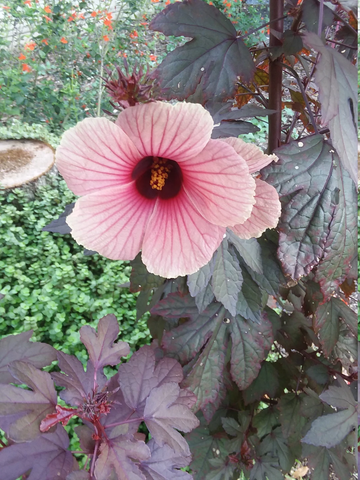 Cranberry Hibiscus Seeds – Hardy Perennial