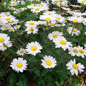 Daisy Seeds – Pyrethrum
