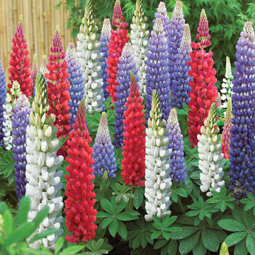 Lupine Seeds – Mixed Colors