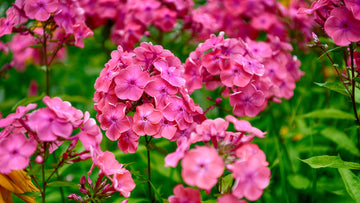 Phlox Seeds – Annual Blooming