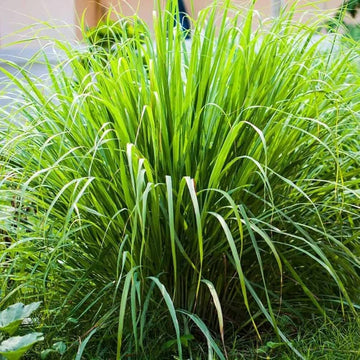 Lemongrass Seeds – Tall Aromatic