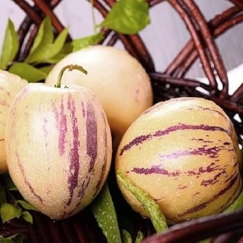 Pepino Seeds – Solanum Muricatum