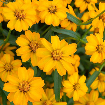 Marigold Seeds – French Disco Yellow