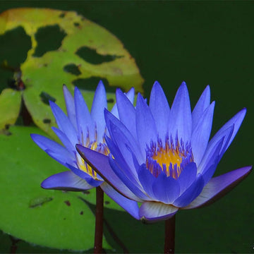 Lotus Seeds - Highly Aromatic, Fragrant