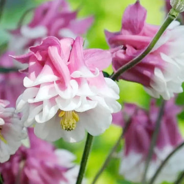 Aquilegia Seeds – Pink Petticoat
