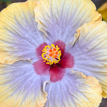 Hibiscus Seeds – Purple Yellow Bloom
