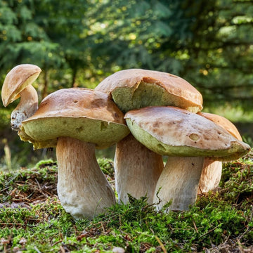 Mushroom Seeds – Brown
