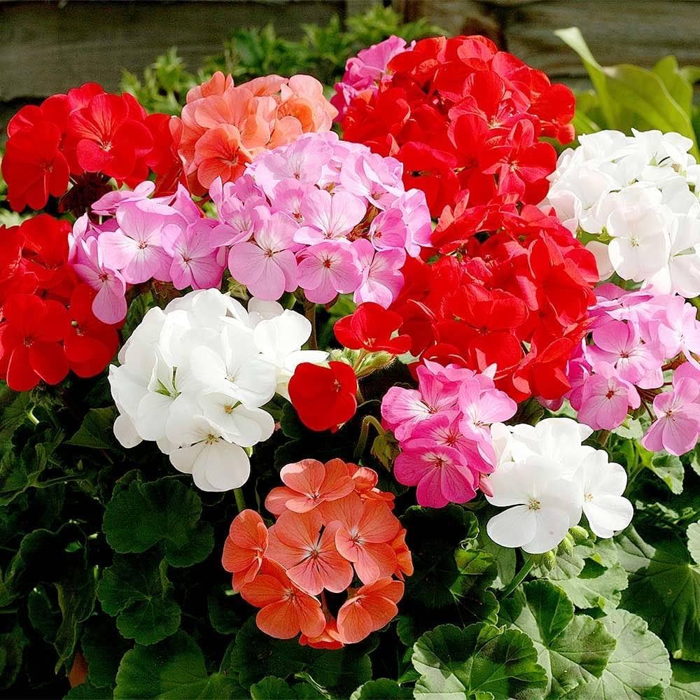 Geranium Seeds – Pelargonium