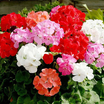 Geranium Seeds – Pelargonium