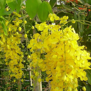 Golden Shower Seeds – Cassia Fistula