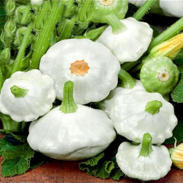 Squash Seeds – White Patisson