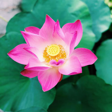 Lotus Seeds – Perennial
