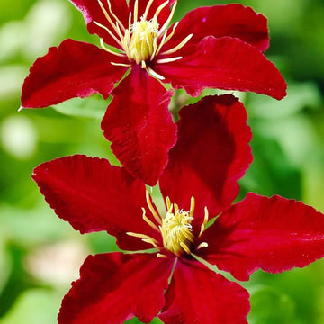 Clematis Seeds – Red