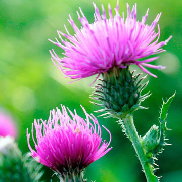 Milk Thistle Seeds – Organic Blessed