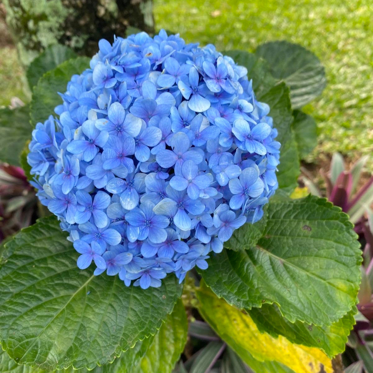 Hydrangea Seeds – Blue
